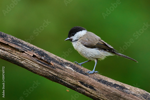 Eurasian willow tit in natural environment, Danube forest, Slovakia, Europe