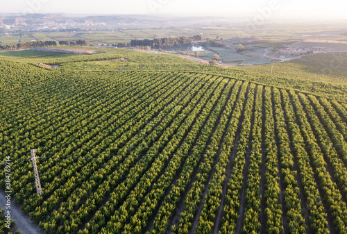Panoramic view from drone of fruit farms with peach trees