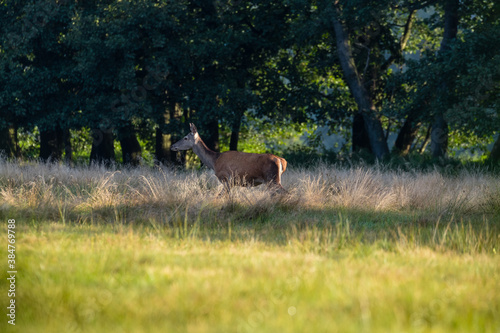 Fototapeta Naklejka Na Ścianę i Meble -  Piękna samica łania jelenia Cervus elaphus pozuje do zdjęcia na zielonej łące o poranku, ostoja zwierzyny