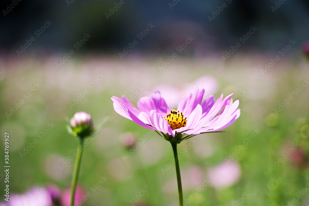 Beautiful cosmos flowers in the garden
