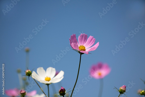 Beautiful cosmos flowers in the garden  © 기원 이