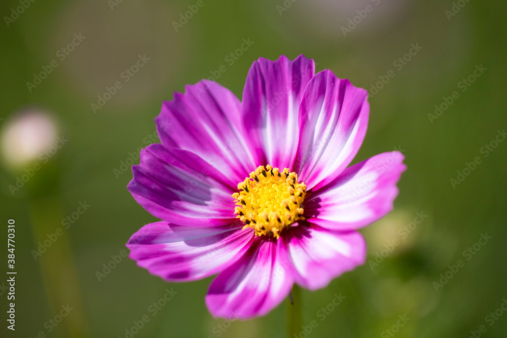 Beautiful cosmos flowers in the garden
Beautiful cosmos flowers in the garden
