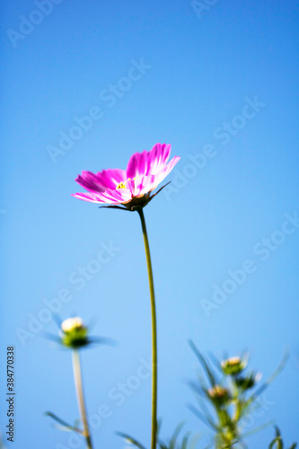 Beautiful cosmos flowers in the garden 