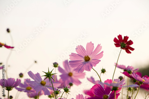 Beautiful cosmos flowers in the garden 