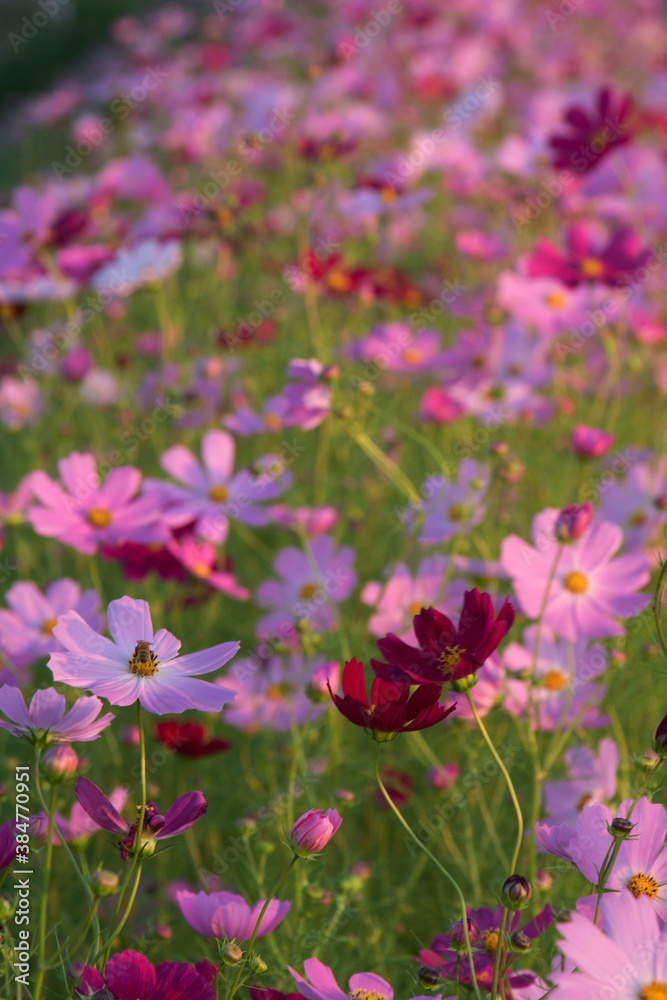Fototapeta premium Beautiful cosmos flowers in the garden 