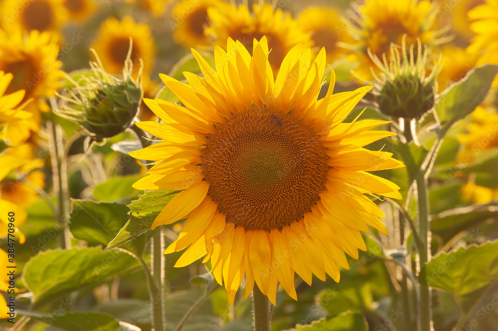 Sunflower natural background. Sunflower blooming. Close-up of sunflower.