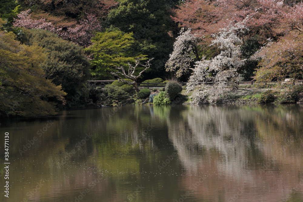 池と八重桜 池と八重桜