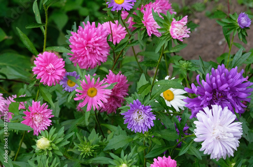 Asters in September