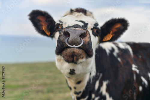 Foto Spotted cow with a pierced nose in Normandy