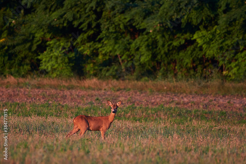 Roe deer in natural environment  danube wetland  Slovakia  Europe