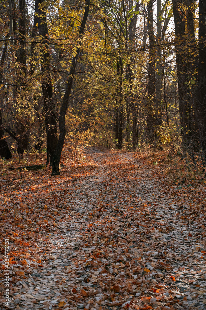 Autumn view of the lake, in the forest with Golden leaves . Autumn time in the forest. Autumn.