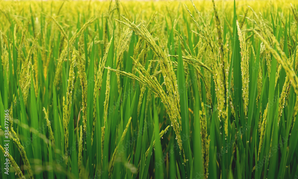Rice in the field is waiting for harvest. Natural food background concept.