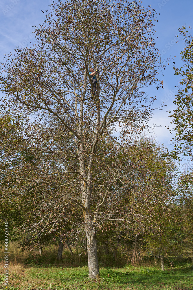 Obraz premium Farmer harvesting walnuts
