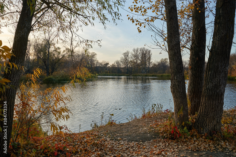 Fototapeta premium Autumn view of the lake, in the forest with Golden leaves . Autumn time in the forest. Autumn.