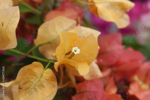 yellow flower, Paper flower, Bougainvillea glabra Choisy