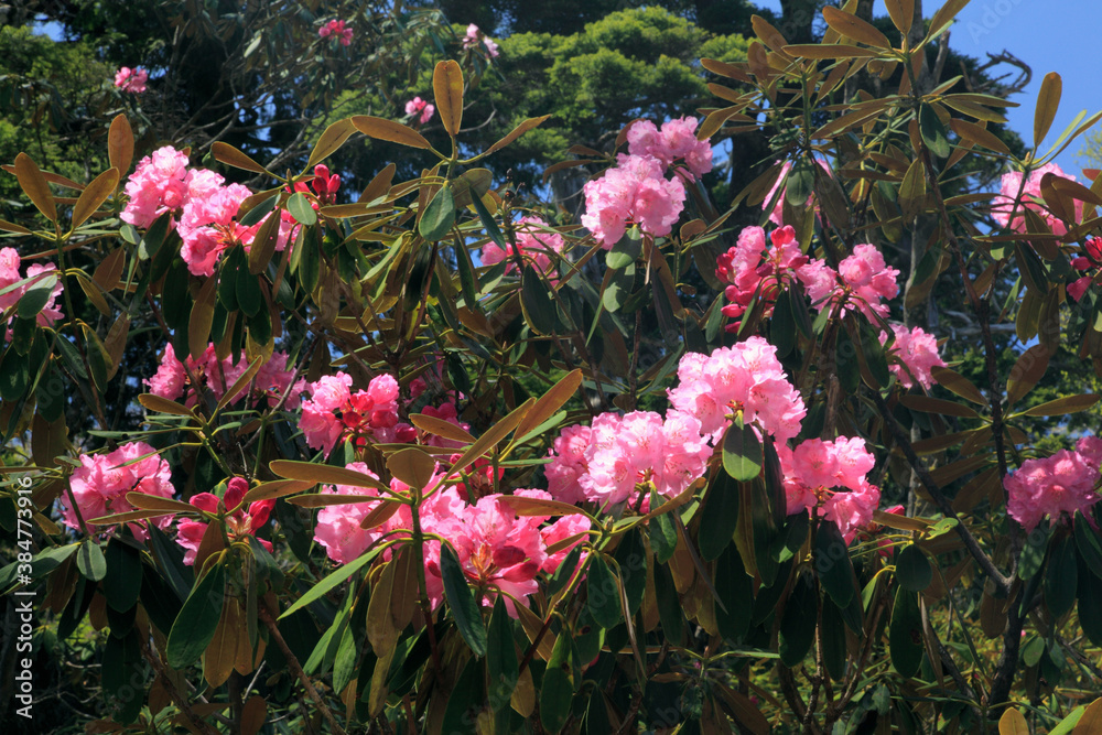 Obraz premium シャクナゲ