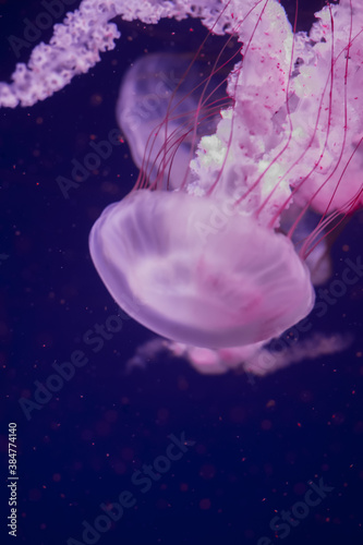 Jellyfish in the aquarium on a navy blue water background,compass jellyfish