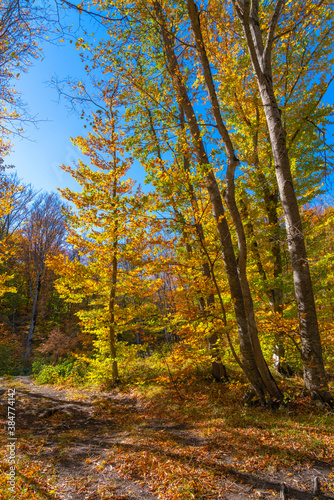 Autumn forest dry yellow leaves © Vastram