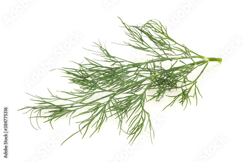 Fresh green dill herb branch
