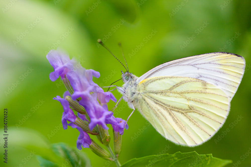 Large Cabbage White butterfly on lavender against a green natural background. High quality photo Large Cabbage White butterfly on lavender against a green natural background. High quality photo