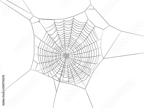 Spiderweb vector illustration. Drawn from nature