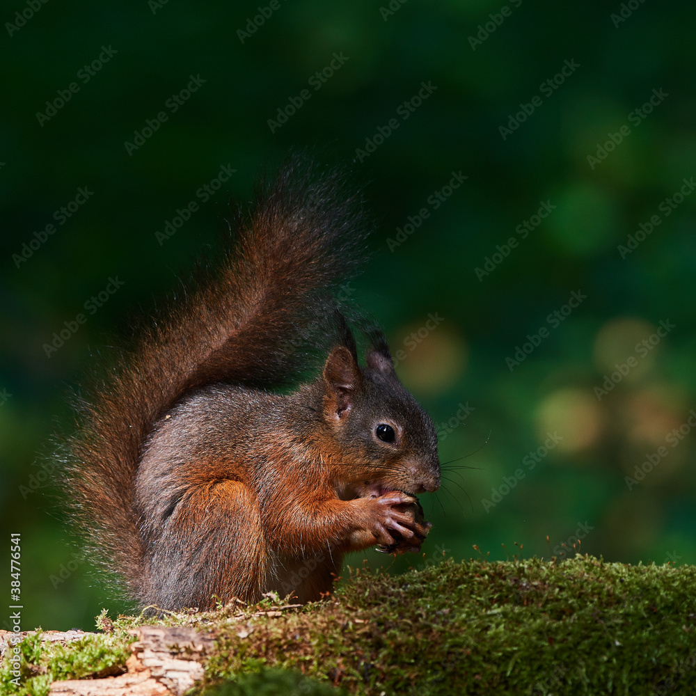 Red squirrel ,,Sciurus vulgaris,, in deep danube forest in summer, Slovakia, Europe Red squirrel ,,Sciurus vulgaris,, in deep danube forest in summer, Slovakia, Europe