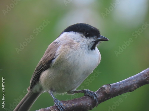 Marsh tit (Poecile palustris) perching on a beautiful tree branch. Beautiful marsh tit standing towards the edge of a tree branch, with beautiful blurry clear light and dark natural green background.