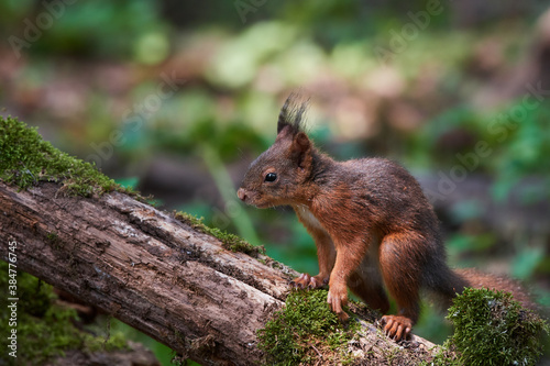 Red squirrel ,,Sciurus vulgaris,, in deep danube forest in summer, Slovakia, Europe © Tom