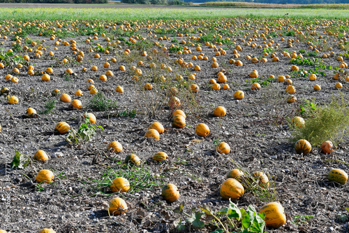 Agriculture, Pumpkin Field photo