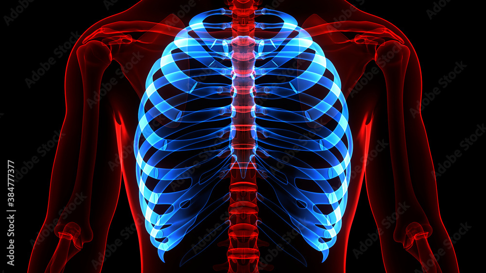 Human Skeleton System Rib Cage Bone Joints Anatomy Stock Illustration ...