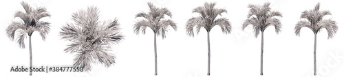 Set or collection of drawings of Palm trees isolated on white background . Concept or conceptual 3d illustration for nature, ecology and conservation, strength and endurance, force and life