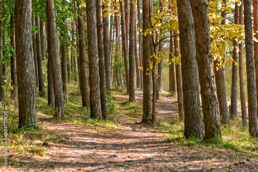 Fototapeta premium A path in the forest.