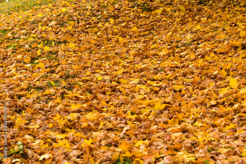 yellow Maple leaves on the ground yellow Maple leaves on the ground
