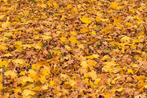 yellow Maple leaves on the ground