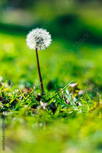 Single Dandelion on green grass in a garden park in the sun