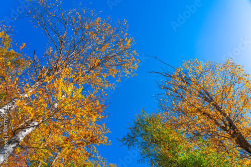Beautiful autumn foliage in forest