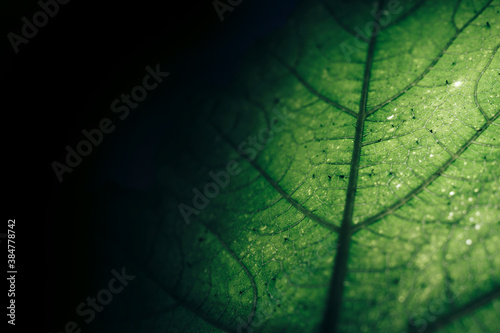 Beautiful green texture background. Cropped shot of green leaf textured. Abstract nature pattrn for design. photo