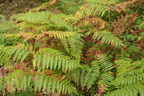 green ferns in a forest