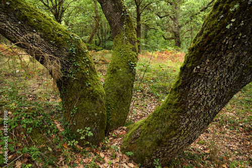 forest of oak trees in autumn season