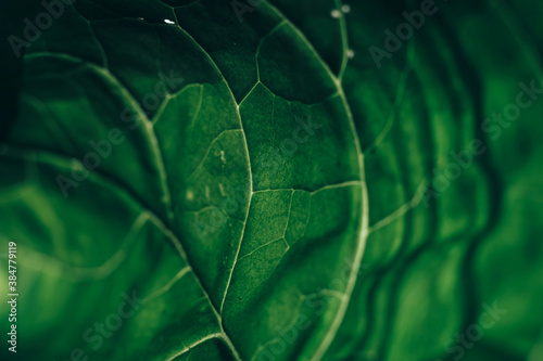 Beautiful green texture background. Cropped shot of green leaf textured. Abstract nature pattrn for design. photo