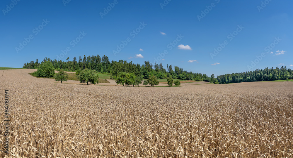 Obraz premium Reifes braunes Weizen Getreidefeld in hügeliger ländlicher Landschaft mit Bäumen, Wald und blauem Himmel