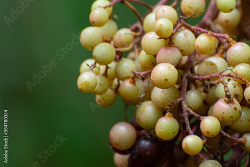 Ampelocissus martinii Planch.Wild grapes, a plant that looks like grapes Medicinal plants in the Southeast Asian rainforest 