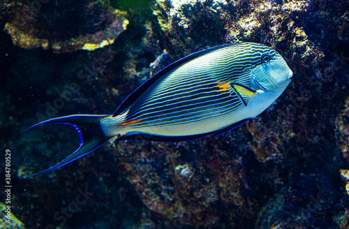 Beautiful sohal surgeon fish on a coral reef.