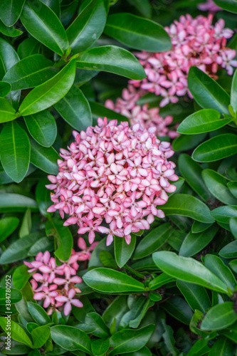 Small pink flowers in the grass