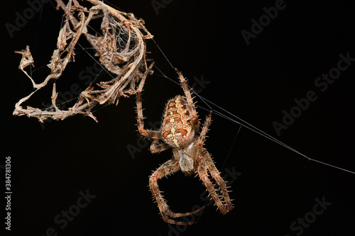 Garden spider in natural environment, Danube forest, Slovakia, Europe
