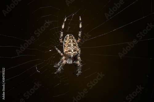Garden spider in natural environment, Danube forest, Slovakia, Europe