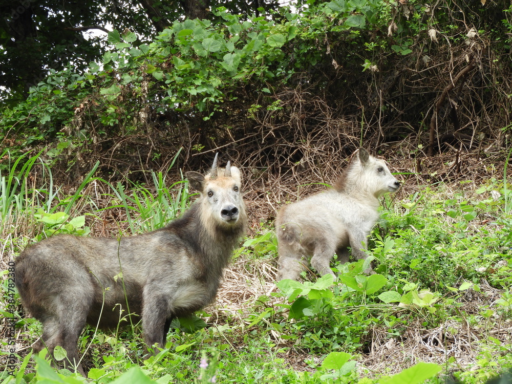 Fototapeta premium 二ホンカモシカの親子