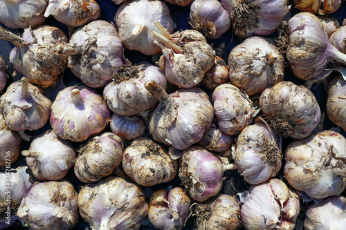 Lots of garlic from the new crop. Background. Top view