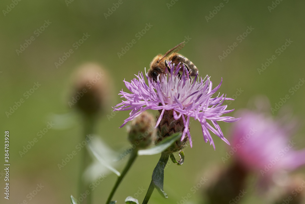 Wild bee pollinating purple thistle on danube meadow, Slovakia, Europe Wild bee pollinating purple thistle on danube meadow, Slovakia, Europe