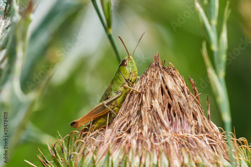 Bush cricket on dry thistle on meadow, Danube wetland, Slovakia, Europe